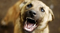 Malo zalutali pas: što učiniti?